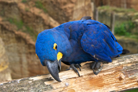 Hyacinth macaw (Anodorhynchus hyacinthinus), or hyacinthine macaw on tree trunk.の写真素材