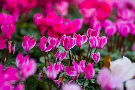 pink flower の写真素材