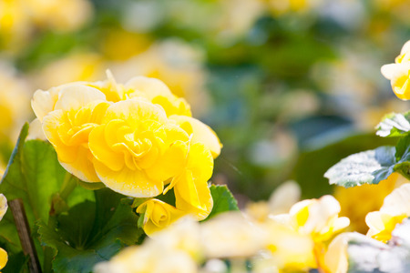 Yellow Begonia flower の写真素材