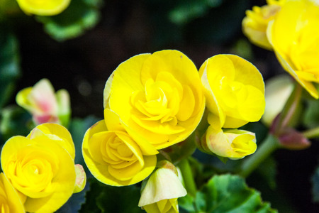 Yellow Begonia flower の写真素材