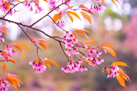 pink sakuraの写真素材