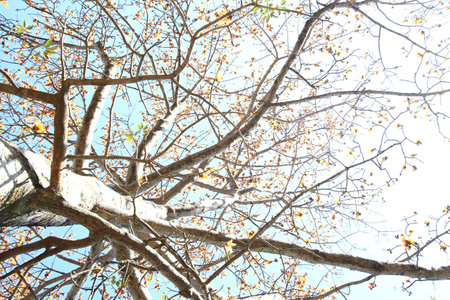 Dried Cotton Flower for Northern Thai Noodle Curry Nam-Ngeaw  の写真素材