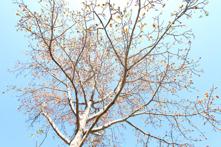 Dried Cotton Flower for Northern Thai Noodle Curry Nam-Ngeaw  