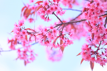 sakuraの写真素材