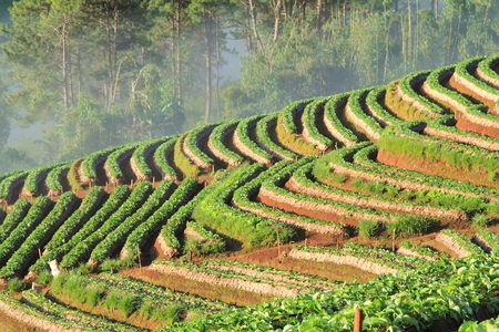 Beautiful landscape and fresh strawberries farmの写真素材