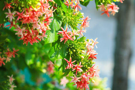 Quisqualis Indica Linn の写真素材