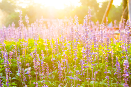 Blue Salvia (salvia farinacea) flowers blooming in the gardenの写真素材