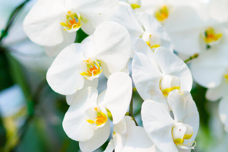 Orchids flowers in the fieldの写真素材
