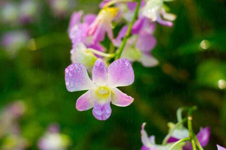 Pink Orchids in the garden (Phalaenopsis Hybrid)の写真素材