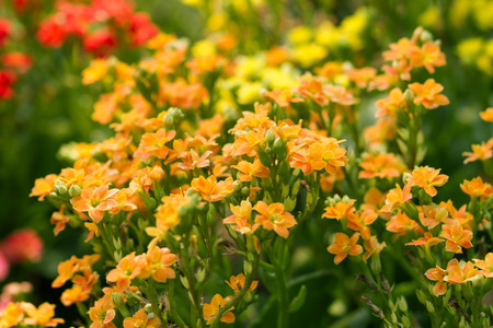 Yellow Sweet Alyssum flowersの写真素材