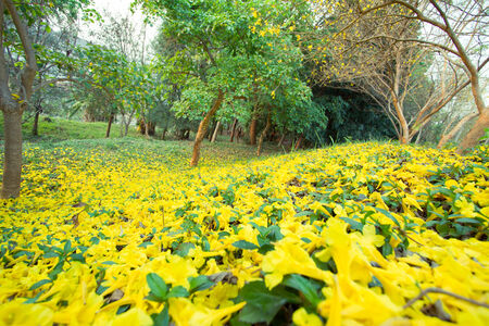 Yellow flowers background