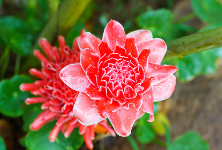 Red flower Torch ginger