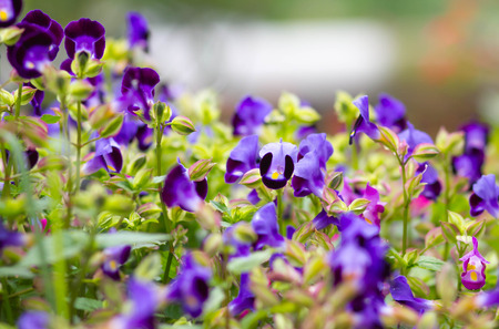 Torenia,Wishbone flowerの写真素材