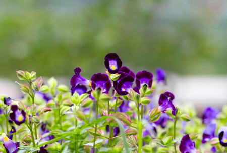Torenia or Wishbone flowers in the gardenの写真素材
