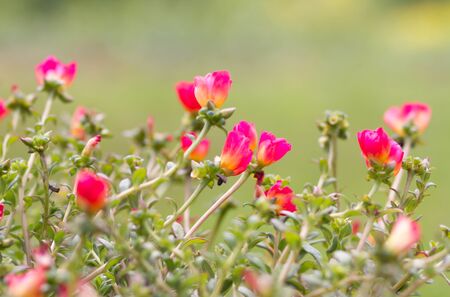 Common Purslane or Verdolaga or Pigweed or Little Hogweed or Pusley flower in the gardenの写真素材