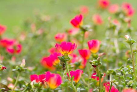 Common Purslane or Verdolaga or Pigweed or Little Hogweed or Pusley flower in the gardenの写真素材