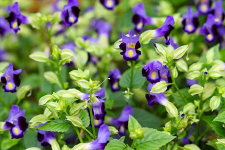 Torenia or Wishbone flowers in the gardenの写真素材