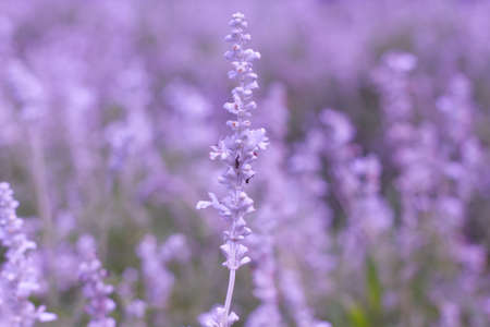 Beautiful spring background with Salvia farinacea Benth.の写真素材