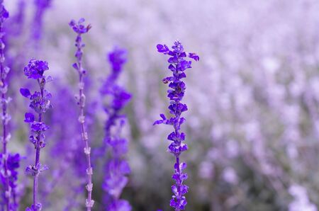 Beautiful spring background with Salvia farinacea Benth.の写真素材
