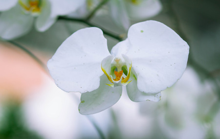 White Orchid Flowersの写真素材