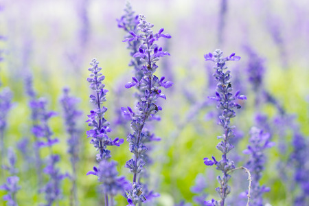 violet lavender flowersの写真素材
