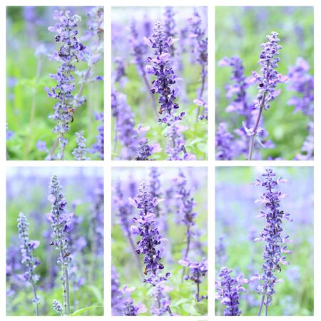 Beautiful spring background with Salvia farinacea Benth.の写真素材