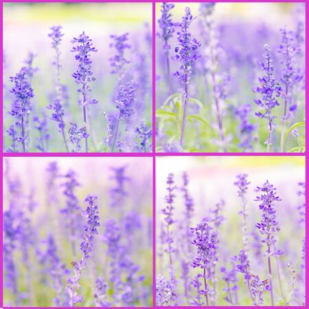 Blue Salvia (salvia farinacea) flowers blooming in the gardenの写真素材
