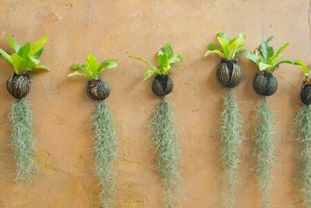 Spanish moss hanging strand and Bird of nest fernの写真素材