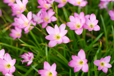 Zephyranthes Lily, Rain Lily, Fairy Lily, Little Witchesの写真素材