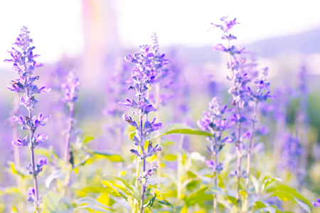 Beautiful flower with Salvia farinacea Benth.(soft focus)の写真素材