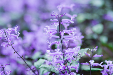 Plectranthus Mona Lavender flowersの写真素材