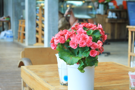 Begonia flowersの写真素材