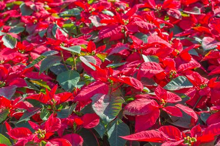Garden with red poinsettia flowers or christmas starの写真素材