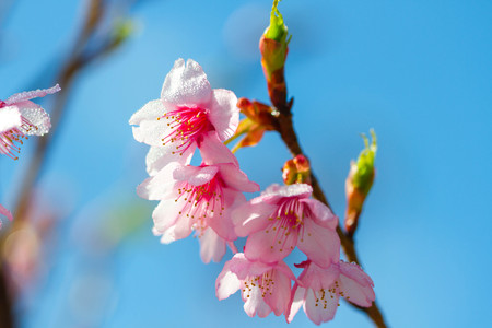 pink sakura blossoms background skyの写真素材