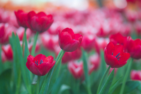 Fresh tulips in warm sun lightの写真素材