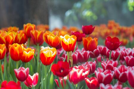 Tulip flowers foggy sprayed in the morning.の写真素材