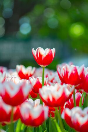 Fresh tulips in warm sun lightの写真素材