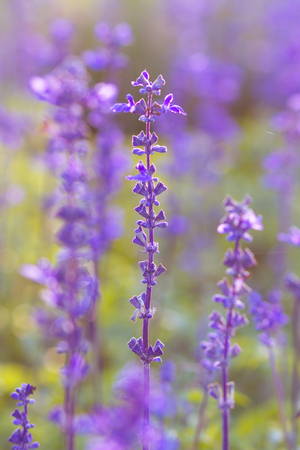 Beautiful spring background with Salvia farinacea Benth.の写真素材