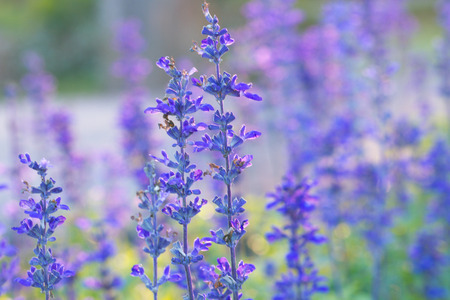 Beautiful spring background with Salvia farinacea Benth.の写真素材