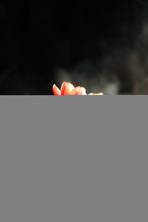 Red tulip in the rainの写真素材