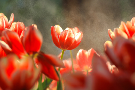 Fresh tulips in warm sun lightの写真素材