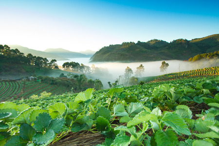Misty morning sunrise in strawberry garden at Doi Ang-khang mountain, chiangmai : thailandの写真素材