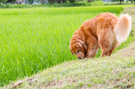 Cute dog play in a green corn fieldの写真素材