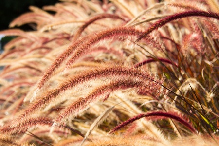 flowering grass in the gardenの写真素材