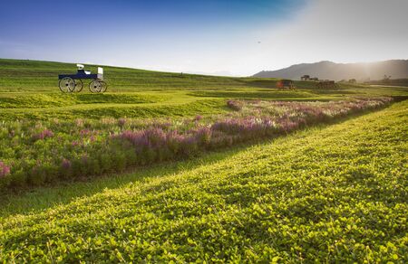 Beautiful landscape Historic carriage in flower fieldの写真素材