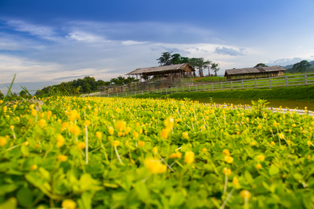 Green meadow with cloud sky in Singha Park garden,Thailandの写真素材