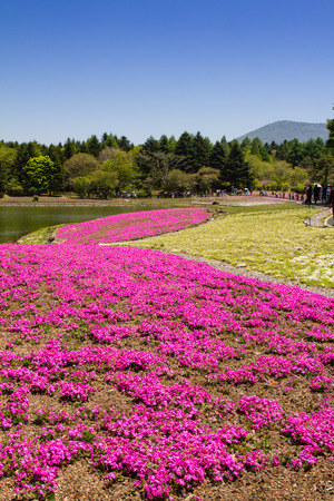 Mountain Fuji with pink moss sakura or cherry blossom in Japan Shibazakura Festival backgroundの写真素材