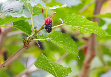black ripe and red unripe mulberries on the branchの写真素材