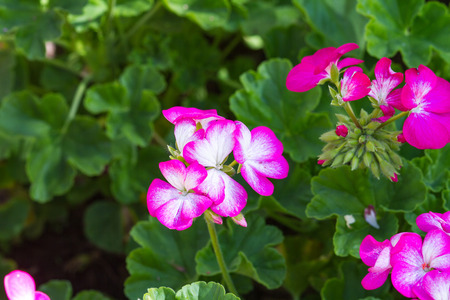 Geranium flowers in the gardenの写真素材