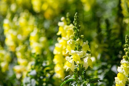 crimson antirrhinum snapdragon flowerの写真素材